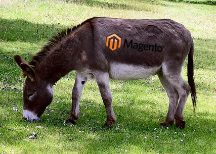 Donkey_1_arp_750px.jpg